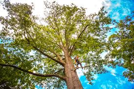 Best Firewood Processing and Delivery  in Allyn, WA