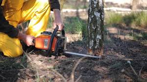 Best Tree Cabling and Bracing  in Allyn, WA