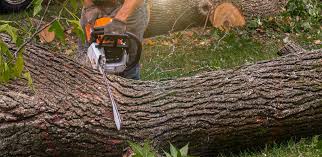  Allyn, WA Tree Removal Pros