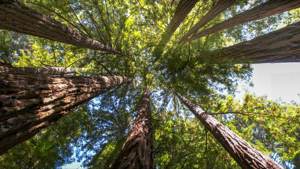 Best Utility Line Clearance  in Allyn, WA