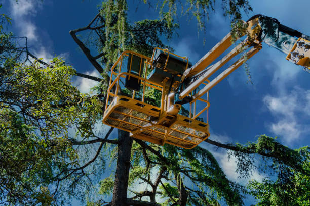 Reliable Allyn, WA Tree Removal Solutions