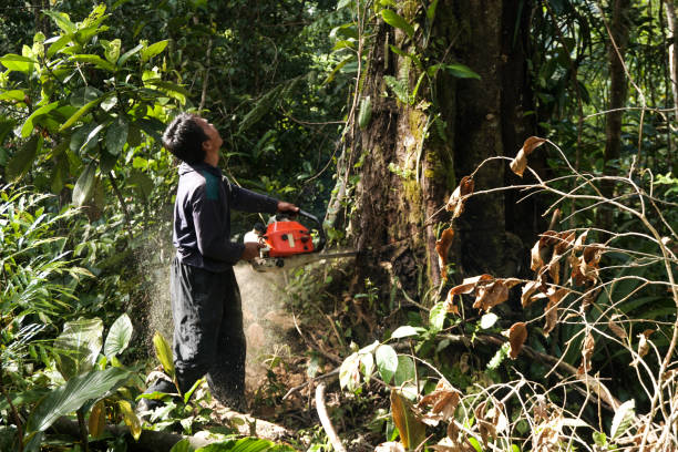 Best Tree Trimming and Pruning  in Allyn, WA