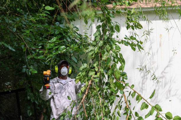 Best Arborist Consultation Services  in Allyn, WA